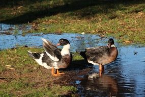 ducks on the brook