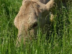 cow face in the grass portrait