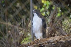 Bird in Salvador