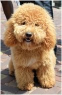 curly brown puppy as a toy