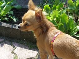 chihuahua under the bright sun