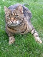 Cute kitten is lying on the grass