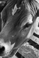 farm animal head, Black And White