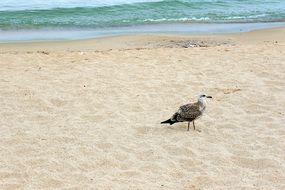 Seagull Bird on the Beach