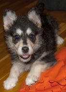 cute colorful Puppy dog lays on the orange floor