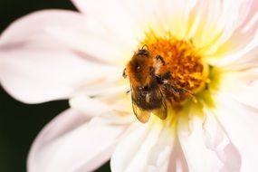 bee on the pink dahlia blossom