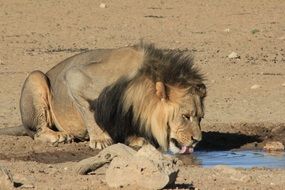 big Lion Drinking safari scene