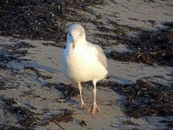 Seagull jn the sand