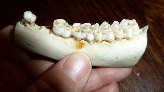 skeleton bone with teeth