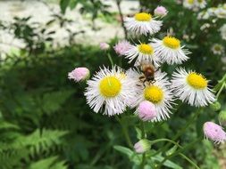 Daisy Bee