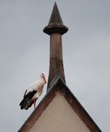 Bird Stork on the Roof