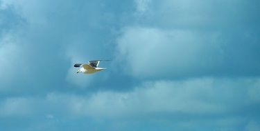 bird in the cloudy sky