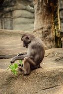 baboon in a zoo