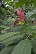 Monarch Butterfly.on red flower, costa rica