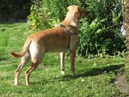 Golden Labrador doggy