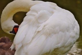 white Swan hides his face behind the wing