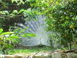 The White Peacock in nature