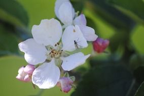 Tiny insect on a Apple Blossom