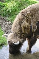 Bison Wisent drinking Wild portrait