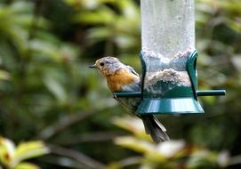 little bird with colorful plumage