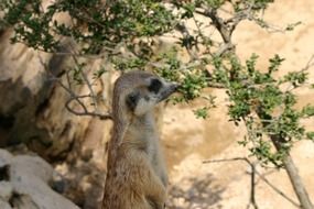 portrait of standing meerkat in the zoo