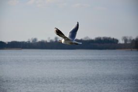 seagull on lake water