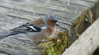 sparrow on the edge of a wooden board