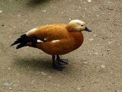 Rust goose on the household yard