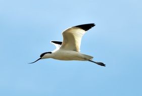 flying avocet in the blue sky
