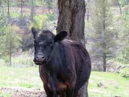 black cow in the forest