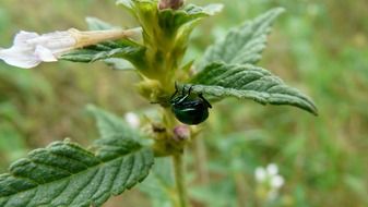 Flower with green Insect macro