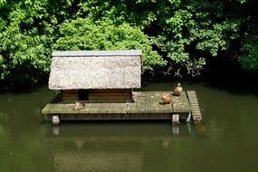 Ducks at birdhouse on Water