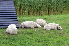 Beautiful and cute sheeps on the meadow