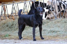 black dog in the farm