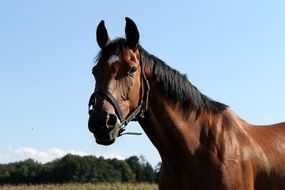delightful Horse Brown Animal