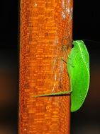 Grasshopper sheet on the tree