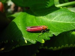 pink grasshopper on a bright green leaf