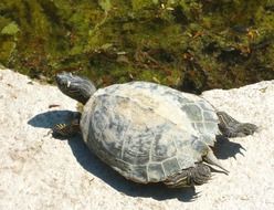 water turtle near the shore