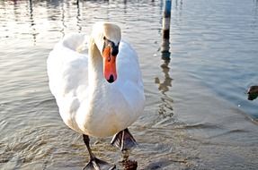 Beautiful white swan comes out of the lake in light