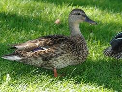 water duck bird on the green meadow