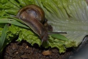 picture of the Snail is on the lettuce