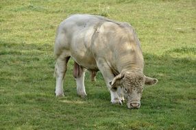 bull on a green meadow