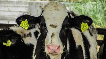 Cow on the livestock