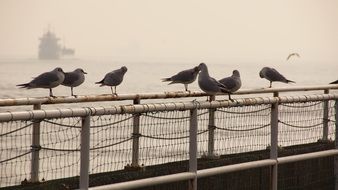 flock of gray seagulls on the bridge