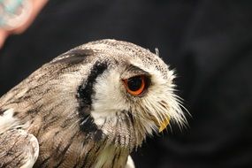 profile portrait of a screech owl