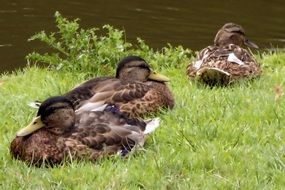 family of brown ducks resting on the shore of the pond