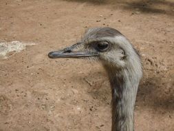 curious wild ostrich in profile
