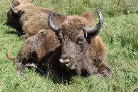 Buffalo Knowsley