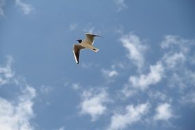 Beautiful and colorful elegant seagull in flight at blue sky background with white clouds