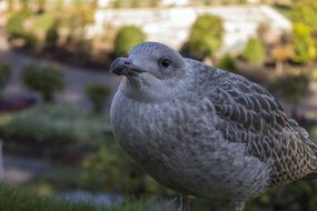 unique Grey Seagull